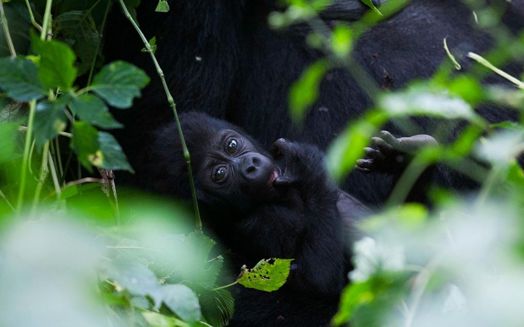 Mountain Gorilla